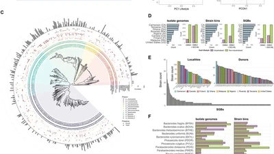 Convergent genomic responses of human gut bacteria to variations in industrialization featured image